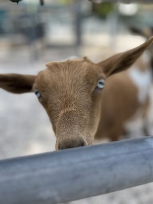 Jungle Island by null