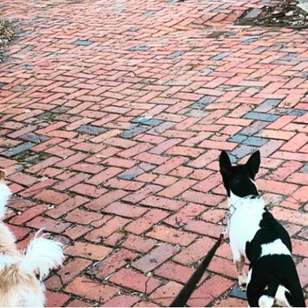 Pet Lovers Galore - Dog Walkers Near Me Pet Lovers Galore - Dog Walkers Near Me