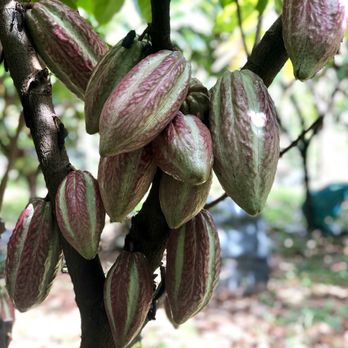 Hamakua Chocolate Farm - Chocolatiers & Shops Near Me - Papaikou, Hawaii Hamakua Chocolate Farm - Chocolatiers & Shops Near Me - Papaikou, Hawaii