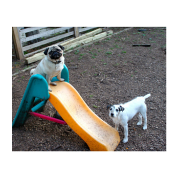 Camp Run-a-Pup - Learning new skills - Pet Sitting Near Me