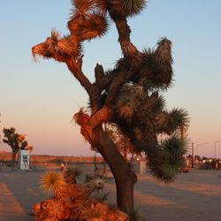 Boron Rest Area - Joshua Tree looking northward during sunset at Boron Rest Area.