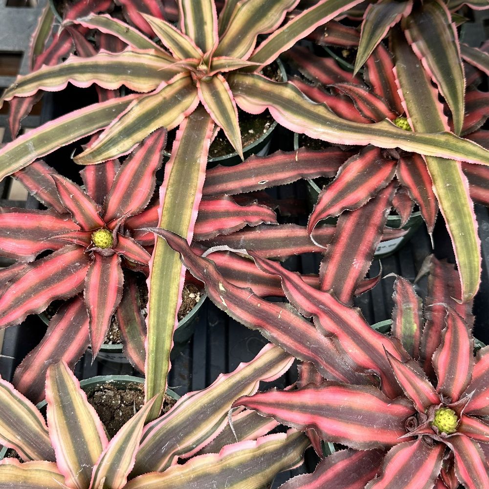 Rick's Garden Center - Nurseries & Gardening Near Me - Colorado Springs, Colorado