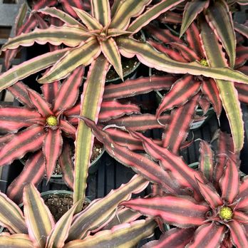 Rick's Garden Center - Nurseries & Gardening Near Me - Colorado Springs, Colorado