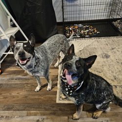 Bow-Wow Barber - Fresh groomed heeler