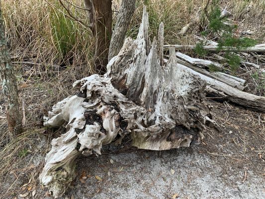 Carolina Beach State Park by null
