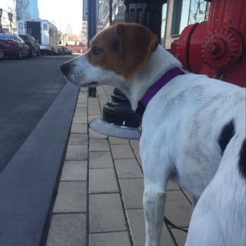 Colorfuldogs Dog Walking - Dog Walkers Near Me - Hoboken, New Jersey