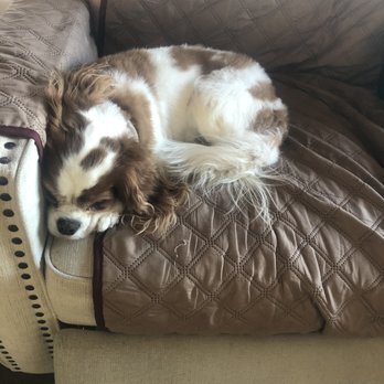 Yvonne's Pet Grooming - Annieafter her grooming appointment - Pet Groomers Near Me - Prescott, Arizona