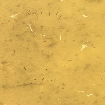 Entex Pest Solutions - Mosquito Larvae - Pest Control Near Me Entex Pest Solutions - Mosquito Larvae - Pest Control Near Me