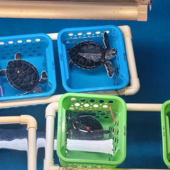 Gumbo Limbo Nature Center - The babies are growing! - Parks Near Me - Boca Raton, Florida Gumbo Limbo Nature Center - The babies are growing! - Parks Near Me - Boca Raton, Florida