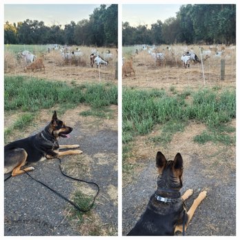 Albree Dog Training - Pumpkin long down stay . Guarding his flock - Pet Training Near Me Albree Dog Training - Pumpkin long down stay . Guarding his flock - Pet Training Near Me