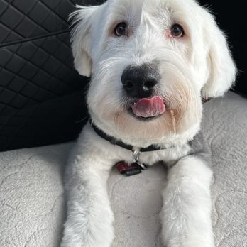 Pup Scrub - Right after the cut - Pet Groomers Near Me - Kirkland, Washington