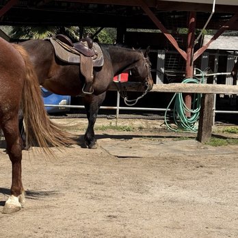 Boarding On The Lake - Horseback Riding Near Me - Granite Bay, California