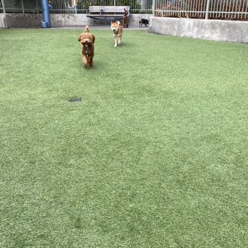 Tefani & So. Dogcare - Pet Sitting Near Me - San Francisco, California Tefani & So. Dogcare - Pet Sitting Near Me - San Francisco, California