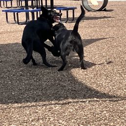 Our dog plays with a new friend