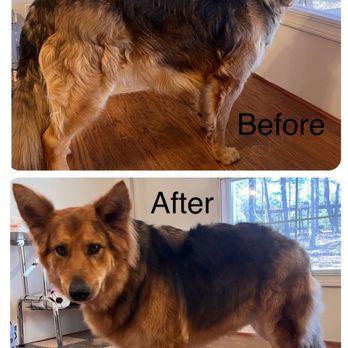 Roxlie's Grooming - Before & after of Foxtrot - Pet Groomers Near Me - Statesville, North Carolina Roxlie's Grooming - Before & after of Foxtrot - Pet Groomers Near Me - Statesville, North Carolina