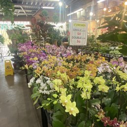 Orchids Orchids