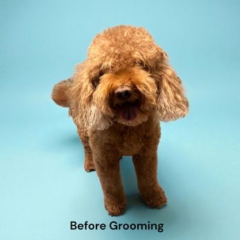 Bark N' Bubbles - Pet Groomers Near Me - Vail, Arizona Bark N' Bubbles - Pet Groomers Near Me - Vail, Arizona