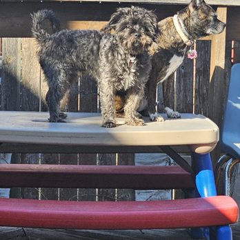 Thrive Pet Healthcare - Elmhurst - Jack and Maddie ! - Veterinarians Near Me - Elmhurst, Illinois Thrive Pet Healthcare - Elmhurst - Jack and Maddie ! - Veterinarians Near Me - Elmhurst, Illinois