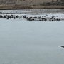 Photo of McNary National Wildlife Refuge