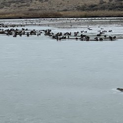 McNary National Wildlife Refuge - McNary Natl Wildlife Refuge - ducks don't let the icy surface get them down