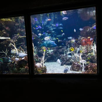 Seattle Aquarium - Hawaiian Fish. - Aquariums Near Me - Seattle, Washington Seattle Aquarium - Hawaiian Fish. - Aquariums Near Me - Seattle, Washington