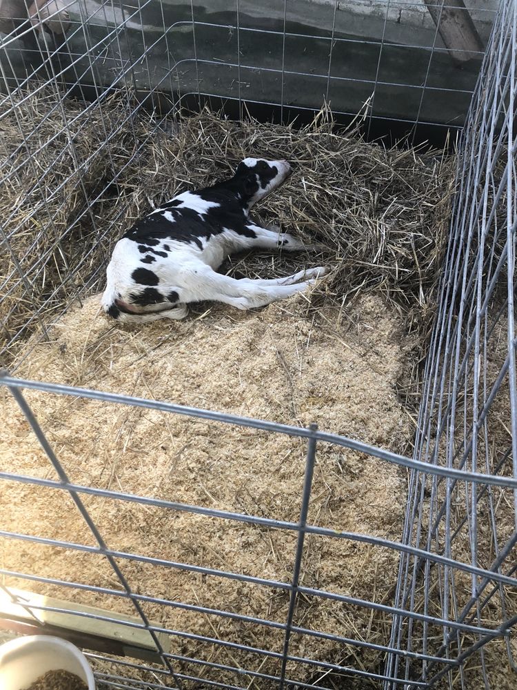 HICKORY HILL MILK FARM Updated October 2024 13 Photos 150