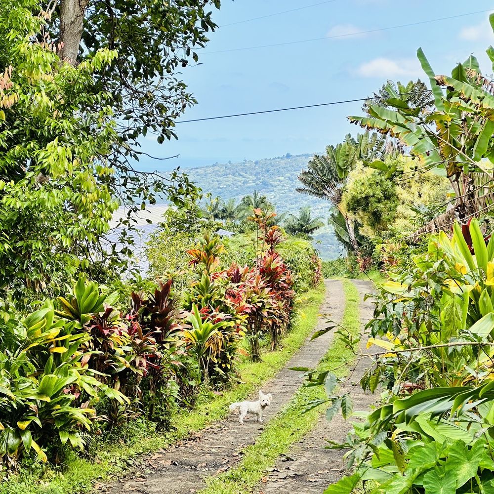 Rooster Farms - The road leading to Rooster Farm. - Farms Near Me - Captain Cook, Hawaii Rooster Farms - The road leading to Rooster Farm. - Farms Near Me - Captain Cook, Hawaii