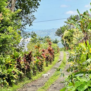 Rooster Farms - The road leading to Rooster Farm. - Farms Near Me - Captain Cook, Hawaii Rooster Farms - The road leading to Rooster Farm. - Farms Near Me - Captain Cook, Hawaii