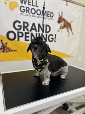August Grooming Sale - We are offering a 25% discount for any grooms taking place between now and the end of August. We are a Fear Free and AKC S.A.F.E Certified salon. This means our Salon meets the toughest safety standards and that our staff is trained to recognize any signs of stress or anxiety in your furry family member. They will then stop and give the dog time to relax before proceeding. We provide a free 54 point wellness check on every dog and will provide a report to the pet parent at the end of the appointment. This allows proactive action when required, rather than discovering an issue too late at the vet. Please call us at 817-484-1865 or email me at cpalmer@wellgroomedpets.com for your appointment now. August Grooming Sale - We are offering a 25% discount for any grooms taking place between now and the end of August. We are a Fear Free and AKC S.A.F.E Certified salon. This means our Salon meets the toughest safety standards and that our staff is trained to recognize any signs of stress or anxiety in your furry family member. They will then stop and give the dog time to relax before proceeding. We provide a free 54 point wellness check on every dog and will provide a report to the pet parent at the end of the appointment. This allows proactive action when required, rather than discovering an issue too late at the vet. Please call us at 817-484-1865 or email me at cpalmer@wellgroomedpets.com for your appointment now.