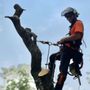 Photo of Green Tree Care & Habitat Restoration