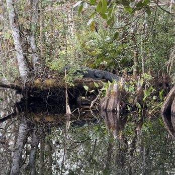 Audubon's Corkscrew Swamp Sanctuary - alligator - Hiking Near Me - Naples, Florida