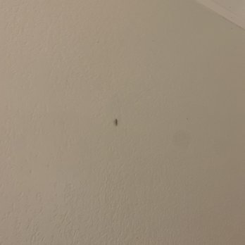 La Quinta Inn by Wyndham Phoenix Thomas Road - Cockroaches on the wall - Hotels Near Me - Phoenix, Arizona