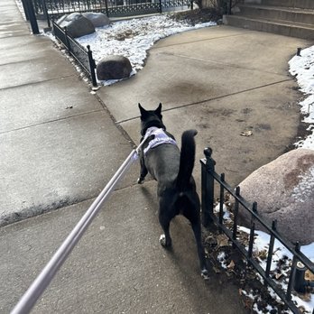 Windy City Dog Walkers - Dog Walkers Near Me - Chicago, Illinois Windy City Dog Walkers - Dog Walkers Near Me - Chicago, Illinois