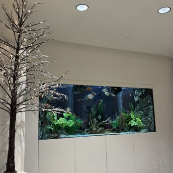 Western Veterinary Center - Gorgeous fish tank!! - Veterinarians Near Me - Agoura Hills, California