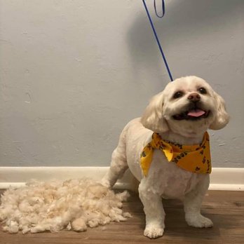 Ruff Cuts Dog Grooming - Ollie - Pet Groomers Near Me - Gainesville, Florida