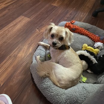 Waggy Trails - Very caring with rescue dogs who suffer from PTSD. - Dog Walkers Near Me