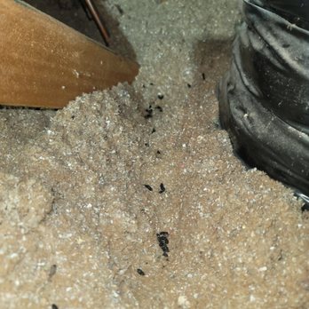 Pest Shield - Rat droppings found in customer's attic - Pest Control Near Me - Castaic, California Pest Shield - Rat droppings found in customer's attic - Pest Control Near Me - Castaic, California