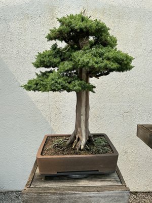 National Bonsai & Penjing Museum by null