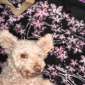 Doolittle Pet Hospital - Still sick - Veterinarians Near Me - San Leandro, California Doolittle Pet Hospital - Still sick - Veterinarians Near Me - San Leandro, California
