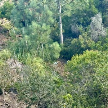 Pedro’s Tree Service - Tree Services Near Me Pedro’s Tree Service - Tree Services Near Me