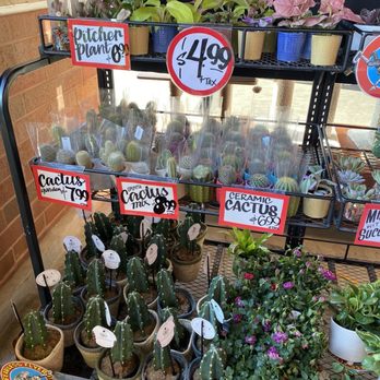 Trader Joe's - Plants - Grocery Near Me - Long Beach, California