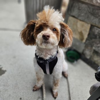 Charred - Dog-friendly Patio! - Pizza Near Me - Midlothian, Virginia Charred - Dog-friendly Patio! - Pizza Near Me - Midlothian, Virginia