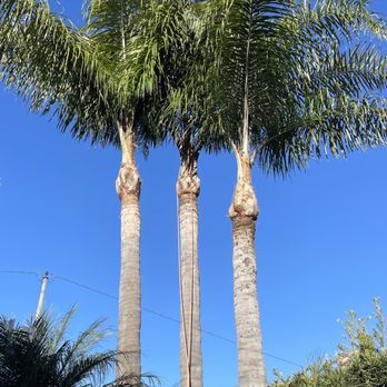 Medina’s Pro Tree Care - Clean and trimmed palm trees - Tree Services Near Me
