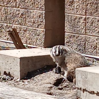 Henry Vilas Park Zoo - We love the stinking badgers!!! - Zoos Near Me - Madison, Wisconsin