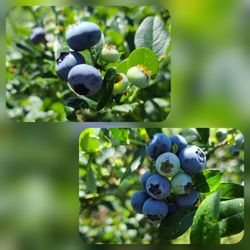 HNH Blueberry Farm - Yummy!
