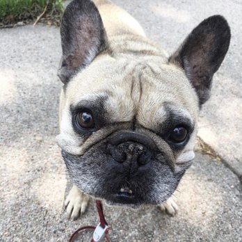 Zoologie Pet Services - Dog Walkers Near Me Zoologie Pet Services - Dog Walkers Near Me