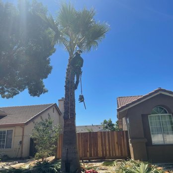 Jimenez Tree service - a man trimming a palm tree - Tree Services Near Me