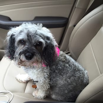 Happy K9 - She's clean! - Pet Groomers Near Me - Fort Worth, Texas Happy K9 - She's clean! - Pet Groomers Near Me - Fort Worth, Texas