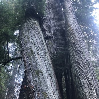 Prairie Creek Redwoods State Park - Corkscrew Tree 12/21/23 - Parks Near Me - Orick, California Prairie Creek Redwoods State Park - Corkscrew Tree 12/21/23 - Parks Near Me - Orick, California