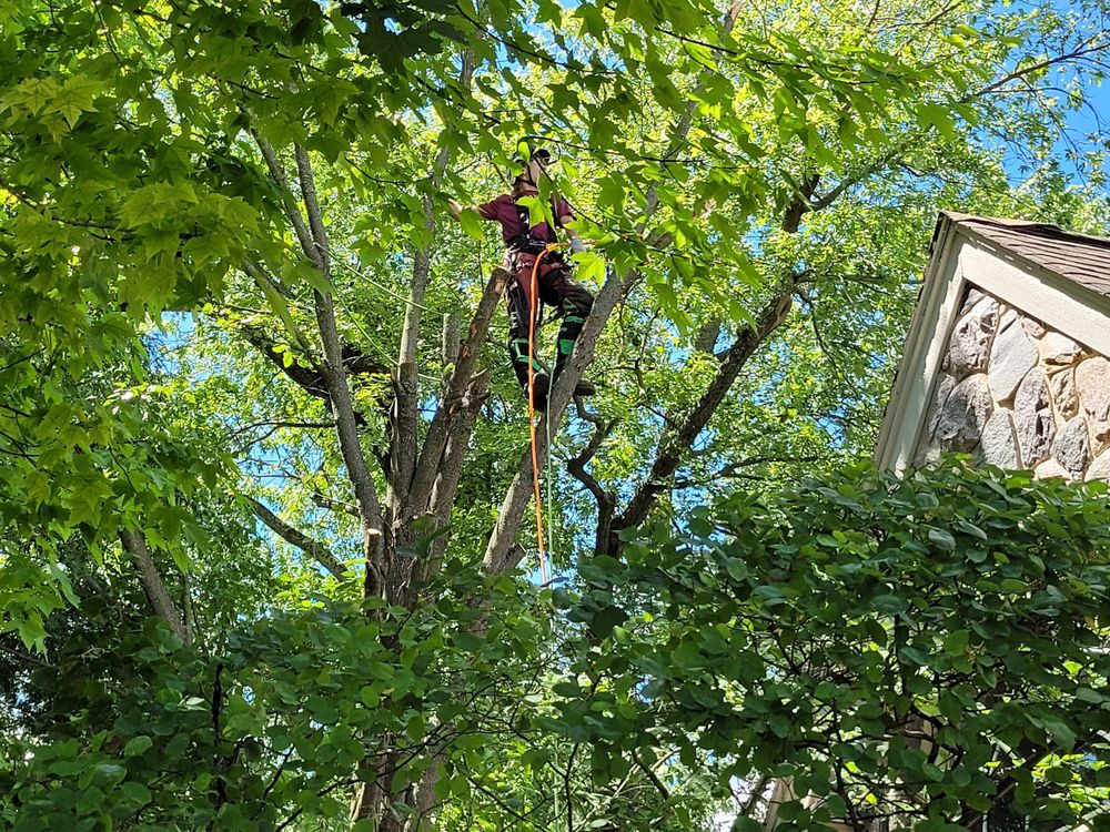 Martin Tree Service - tree service in Howell, MI